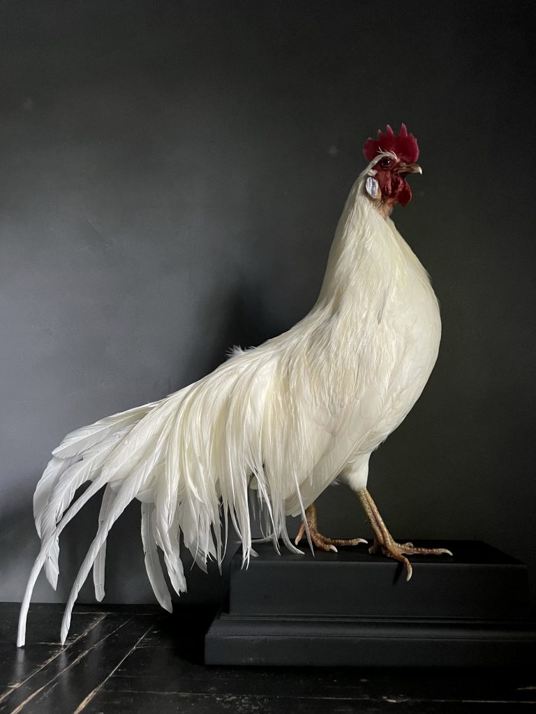 Mounted Onagadore rooster on black console