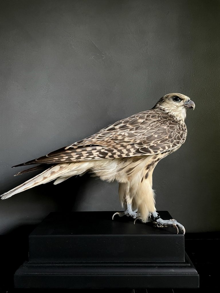 Mounted Gyr Falcon x Lanner Falcon