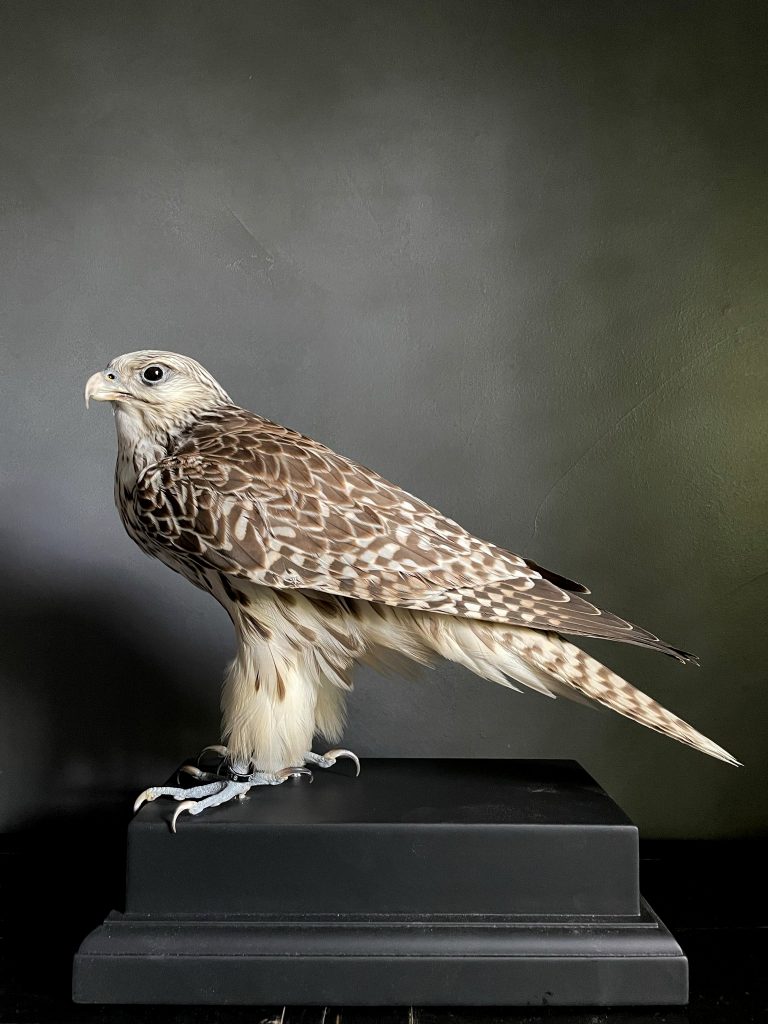 Stuffed gyr falcon x Lanner falcon