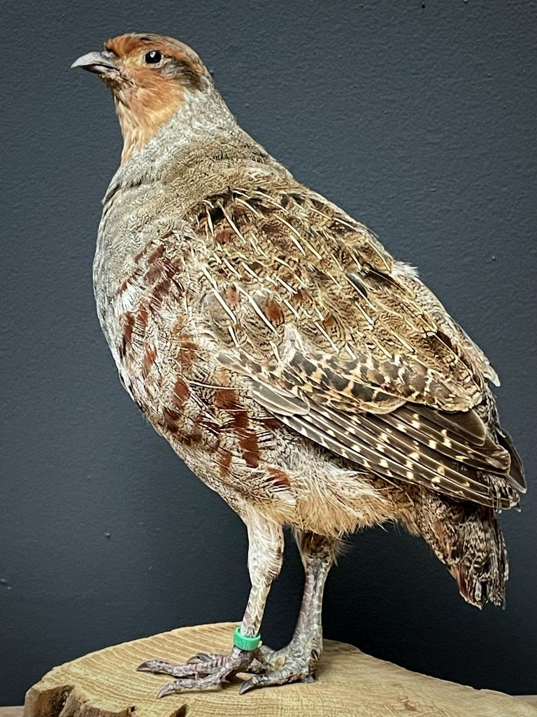 Nicely mounted partridge.