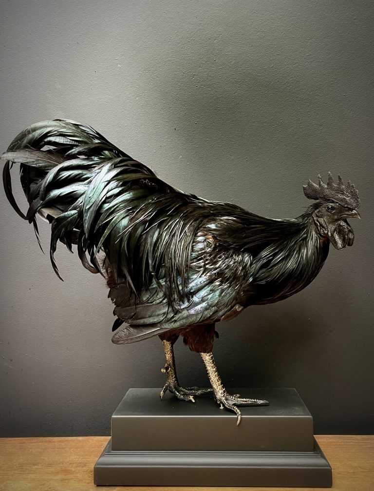 Taxidermy rooster (Ayam Cemani)