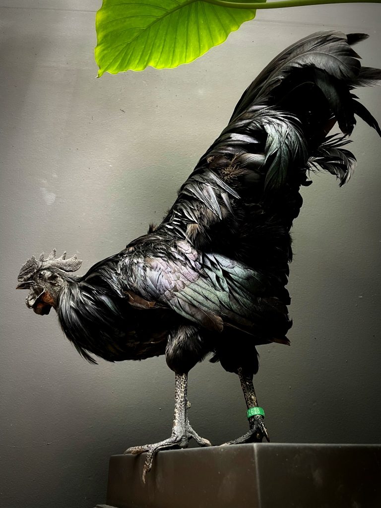 Stuffed rooster (Ayam Cemani)