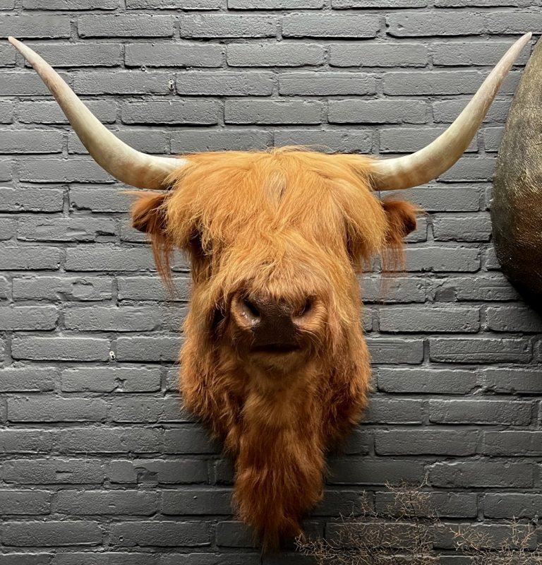 Mounted head of a Scottish highlander