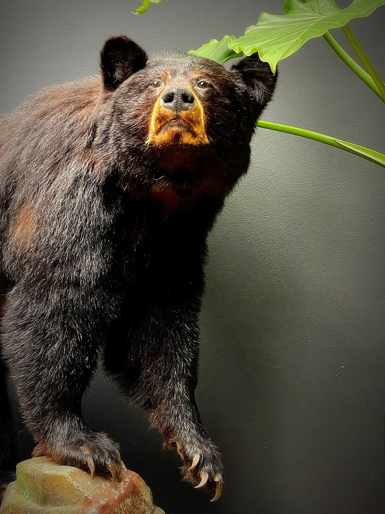 Mounted black bear