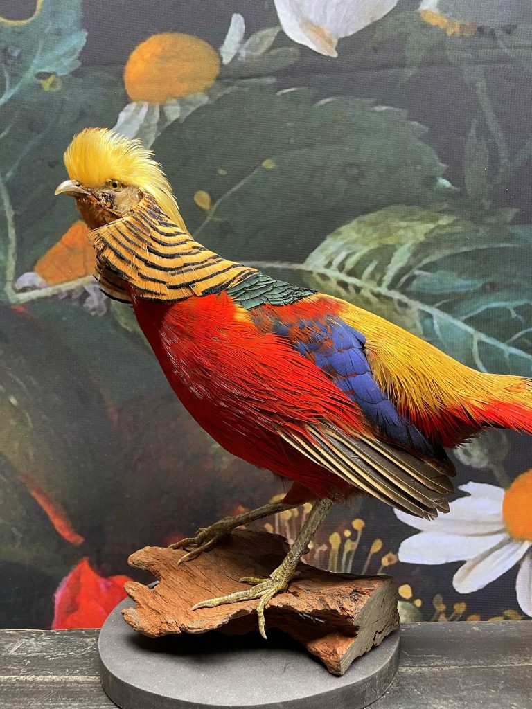 taxidermy gold pheasant