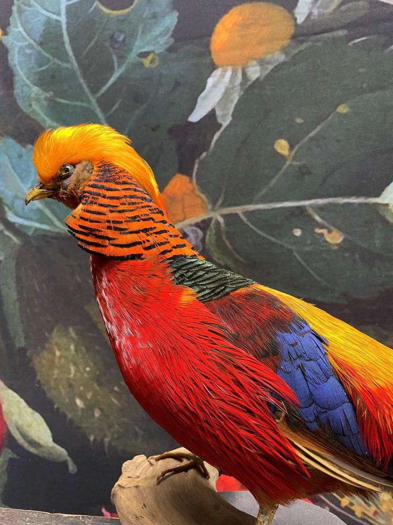 Mounted dark gold pheasant