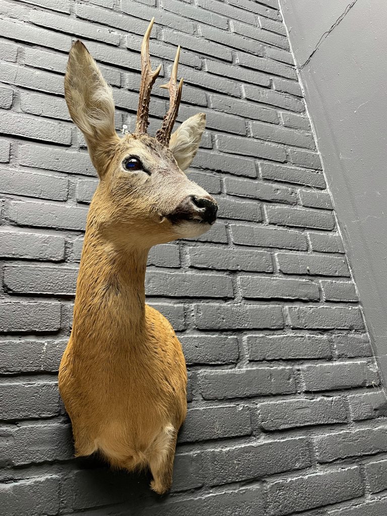 Taxidermy roebuck head