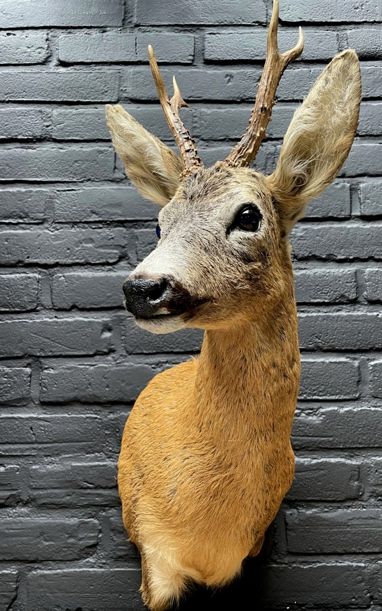 Mounted roebuck head