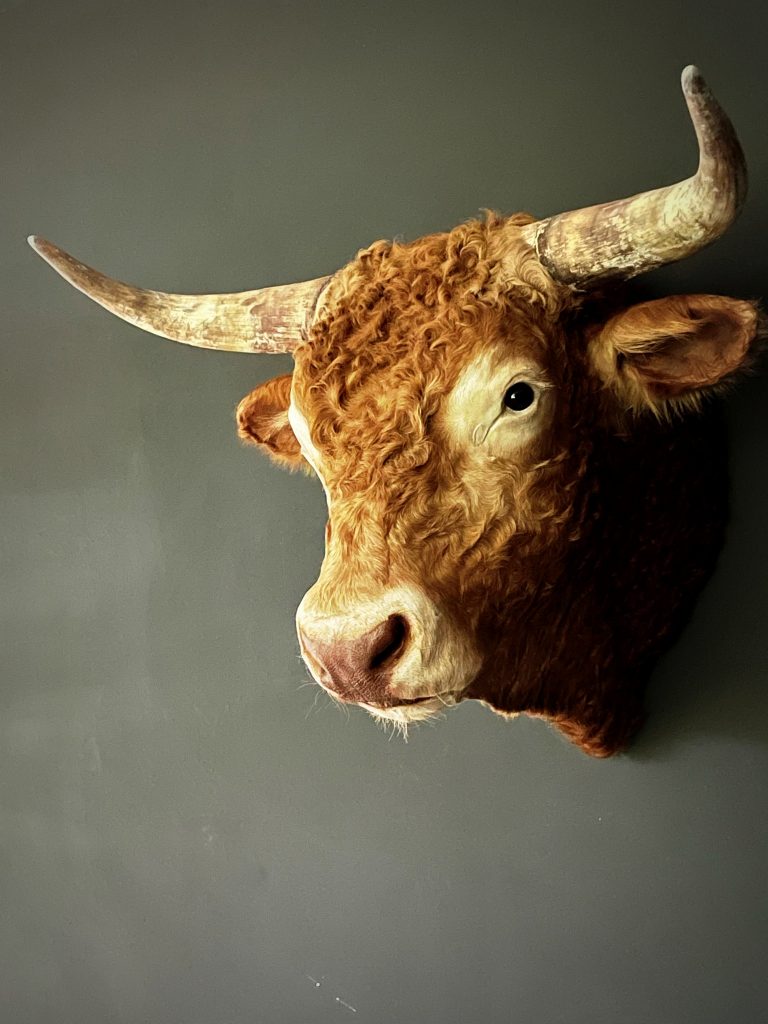 Mounted head of a Blond Limousin bull