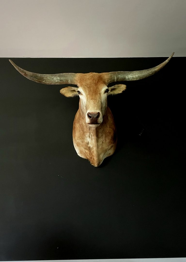 Taxidermy head of a huge longhorn bull