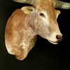 Opgezette kop van een enorme longhorn stier