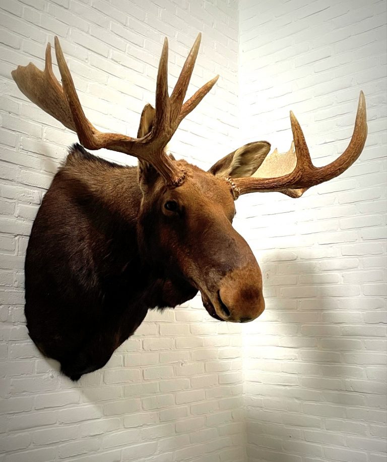 Mounted moose head