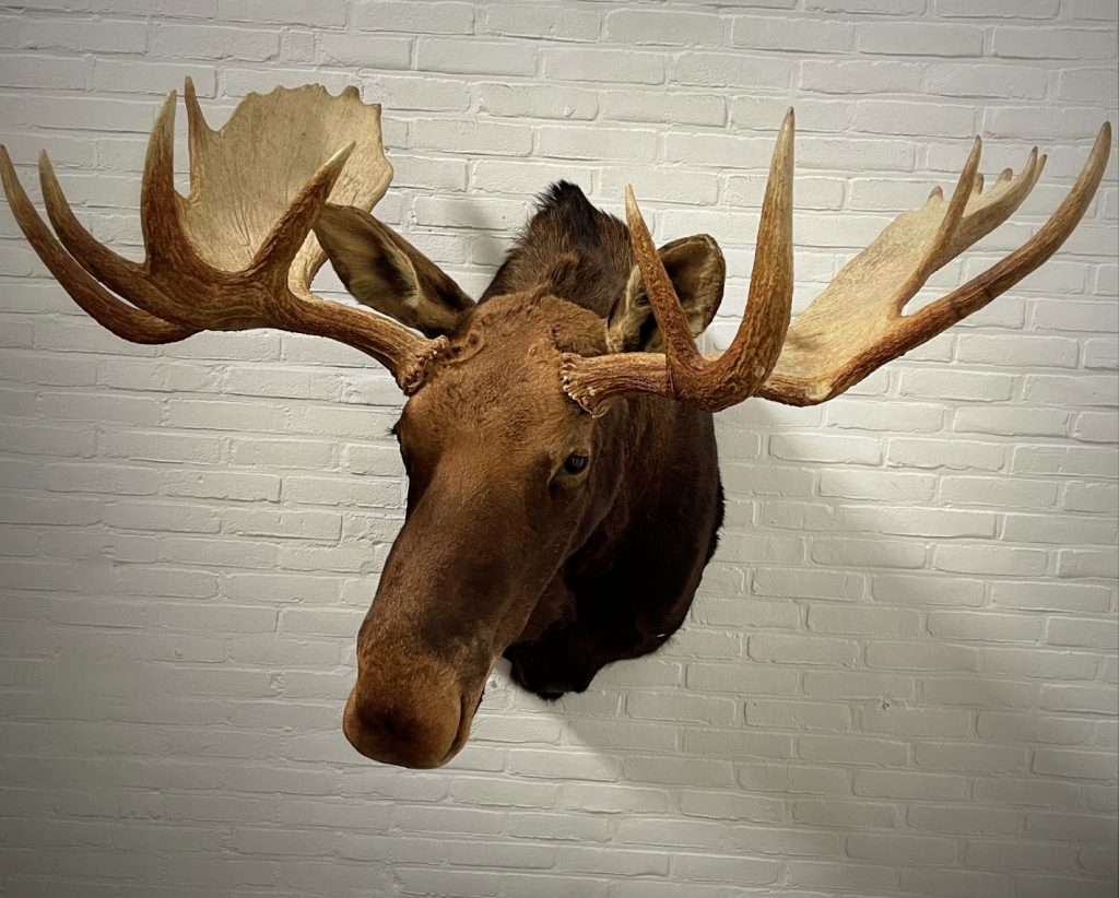 Mounted moose head - BEAST Interiors