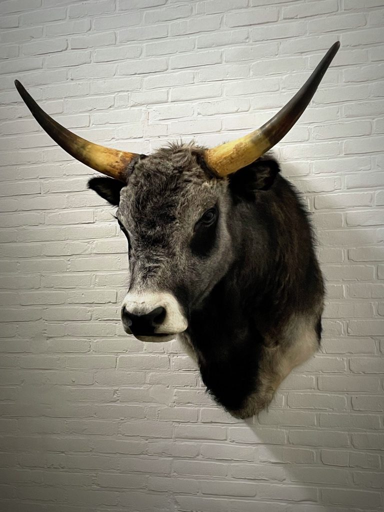 Taxidermy head of a large Hungarian bull