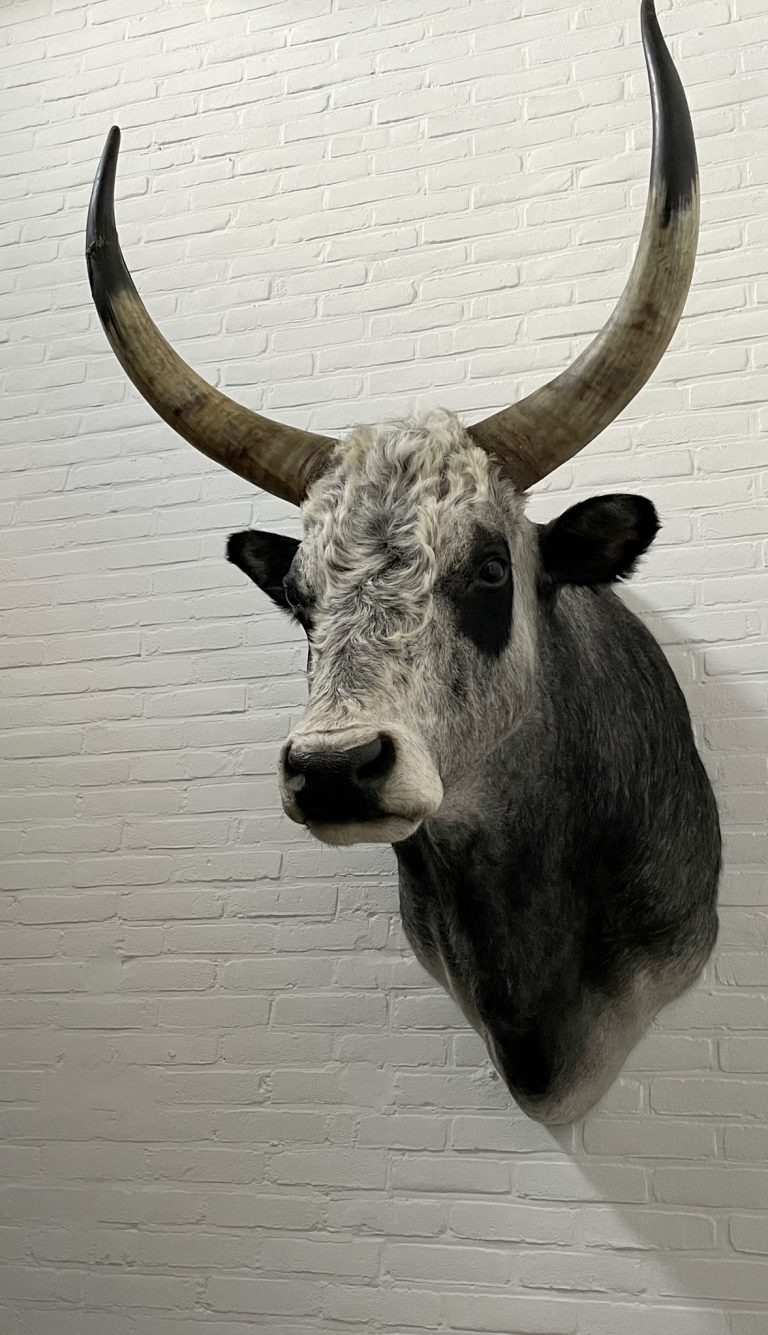 Taxidermy head of a large Hungarian Bull