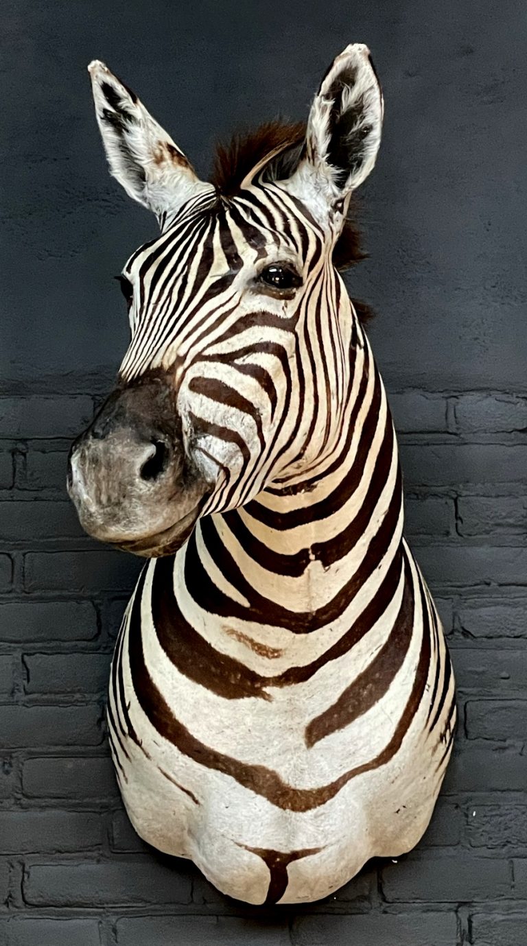 Mounted zebra head