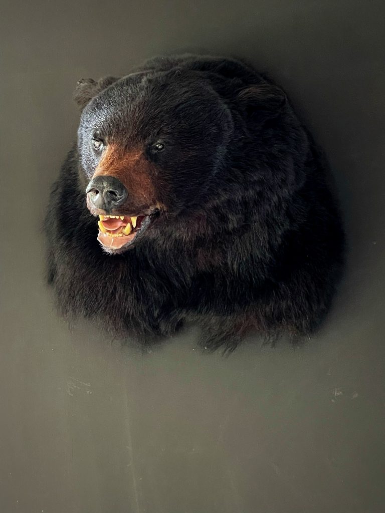 Taxidermy head of a black bear