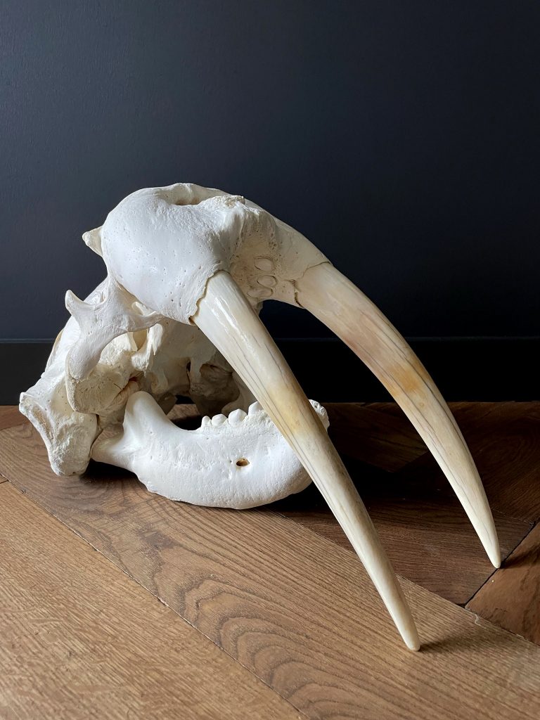 Skull of a walrus