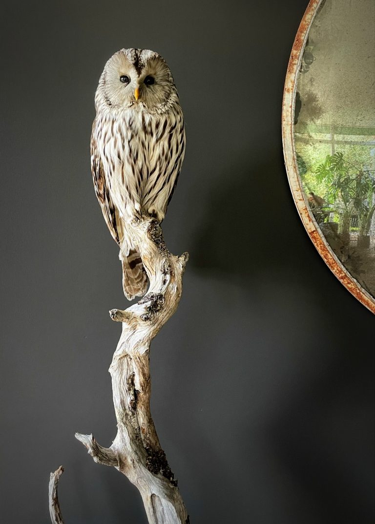 Recently stuffed oeral owl