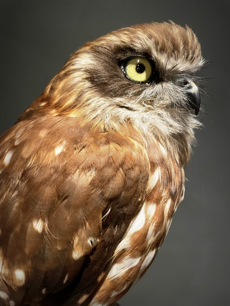 Mounted Masked Owl