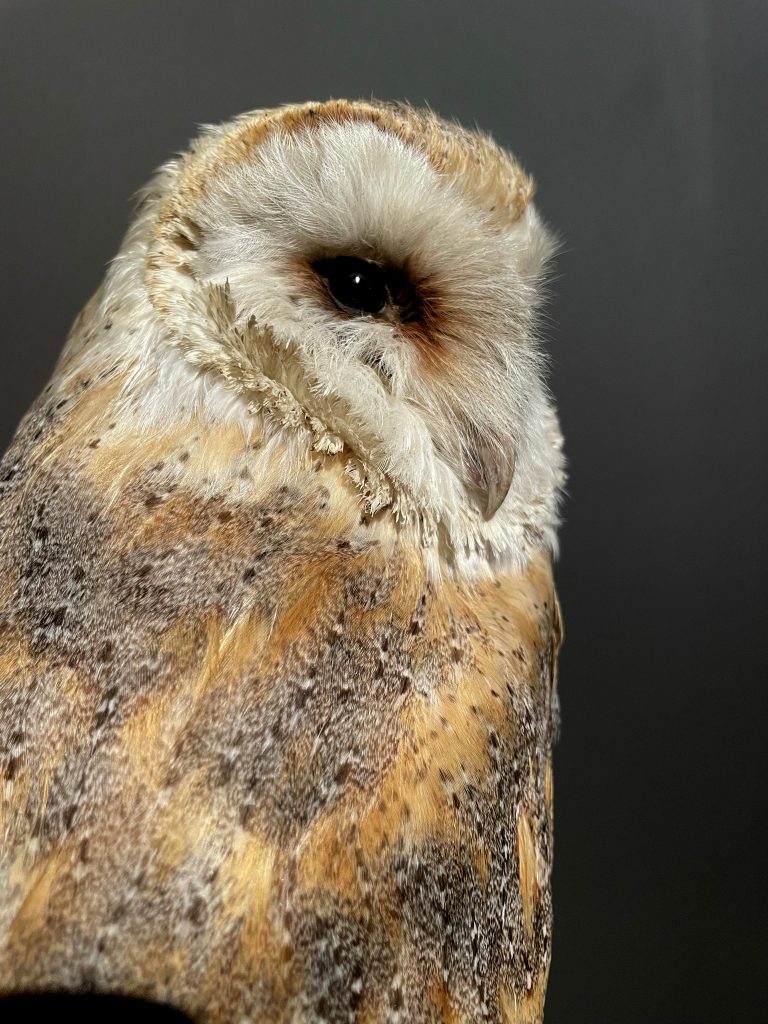 Mounted barn owl