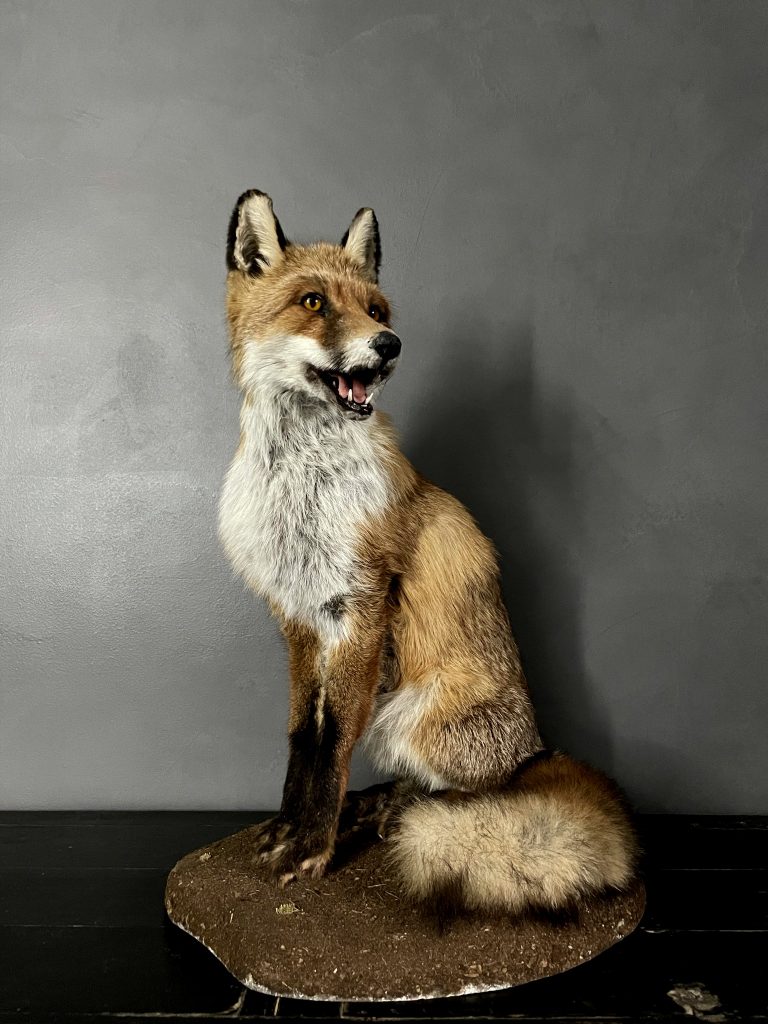 taxidermy fox