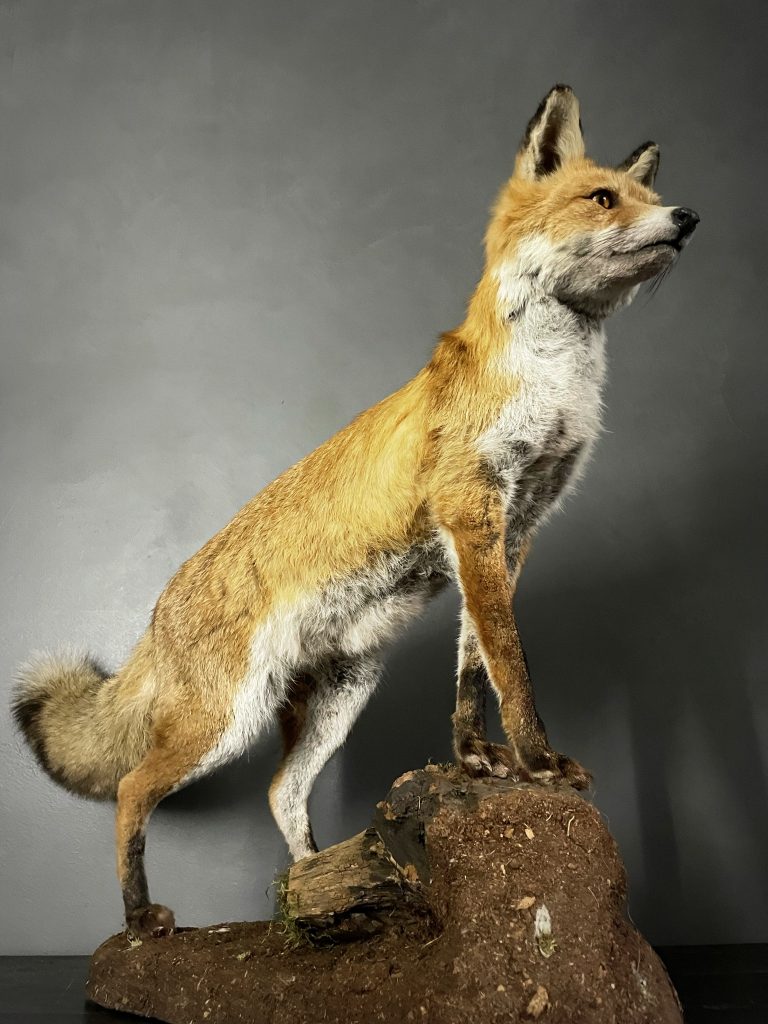 Mounted fox