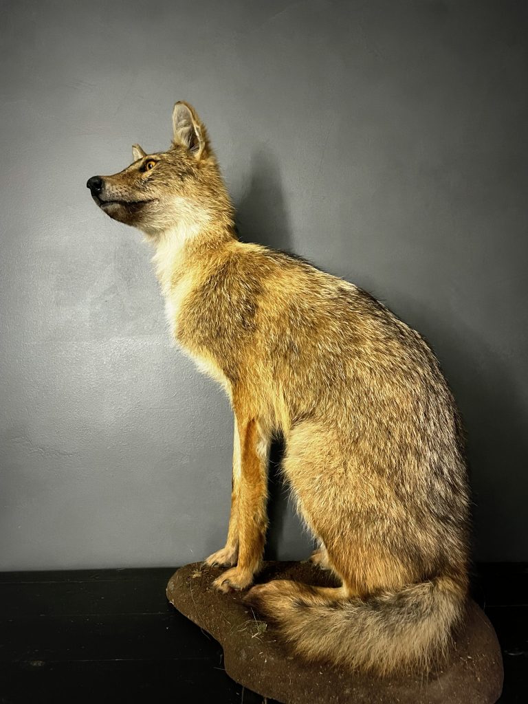 Mounted Golden Jackal