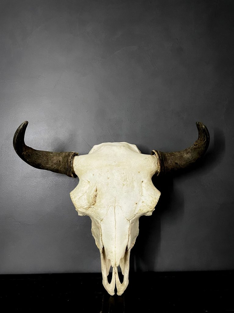 Skull of a bison