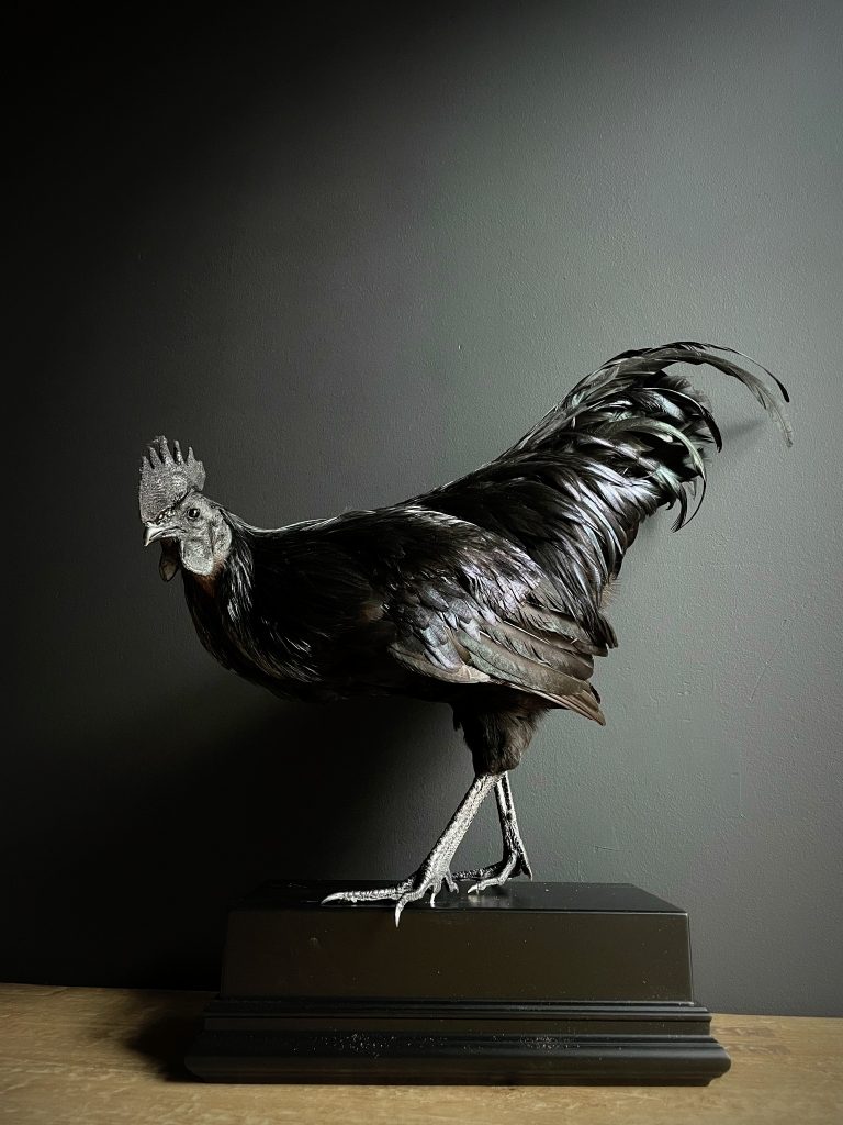 Taxidermy rooster (Ayam Cemani)