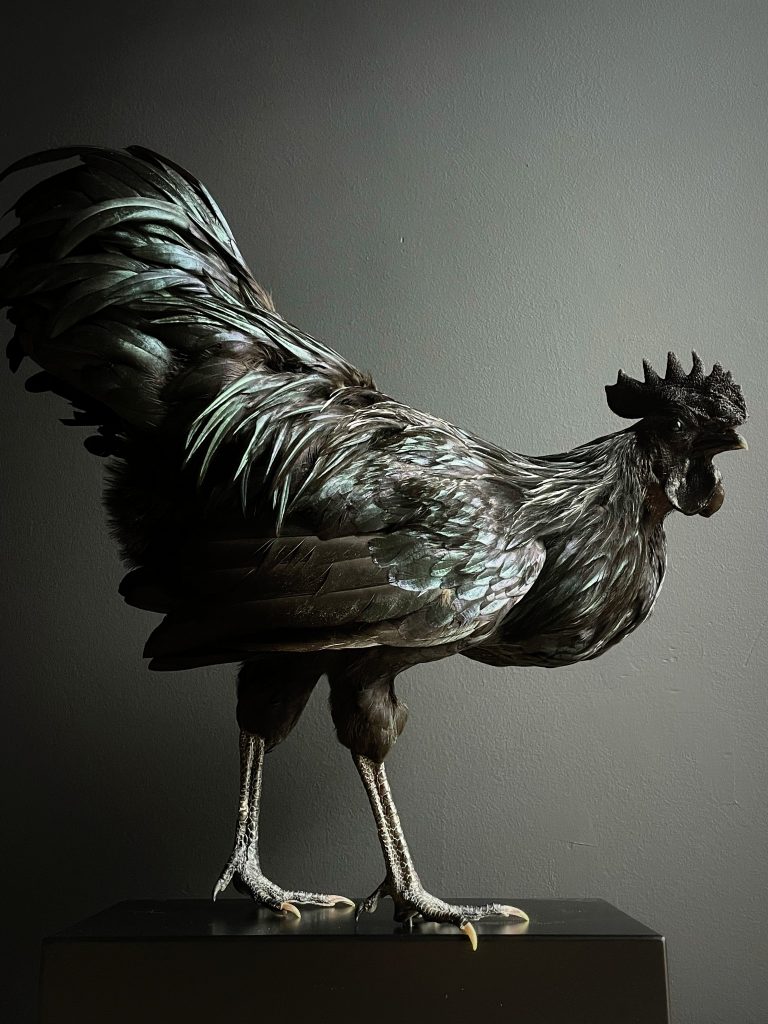 Stuffed rooster (Ayam Cemani)