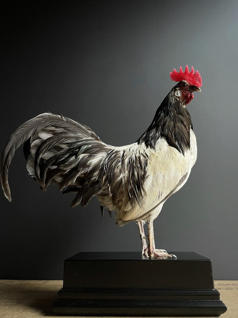 Mounted rooster on black pedestal