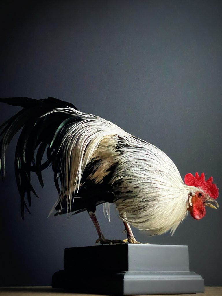 Mounted Onagadore rooster on black console