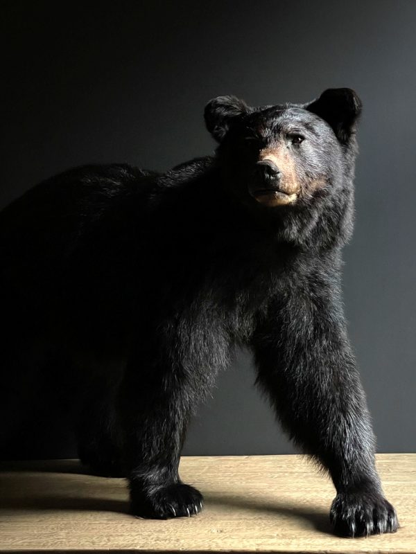 Opgezette zwarte beer