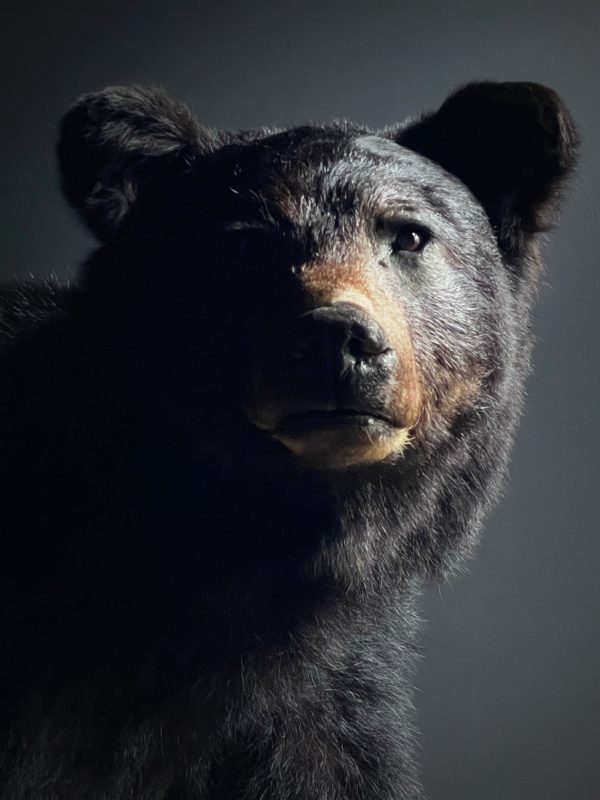 Opgezette zwarte beer