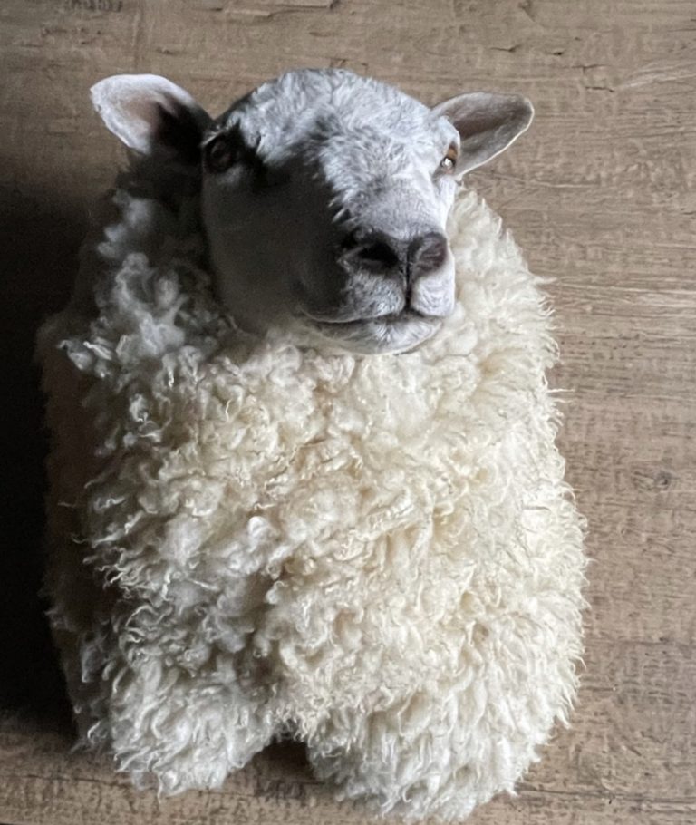 Mounted head of a sheep