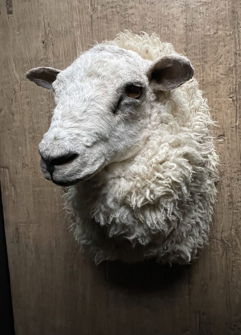 Mounted sheep head