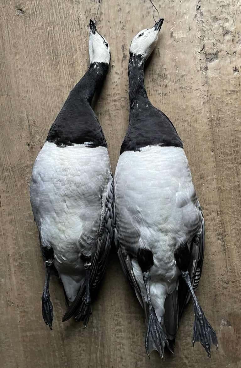 Mounted barnacle goose