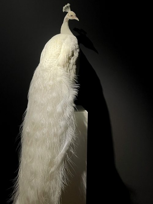 Opgezette witte pauw