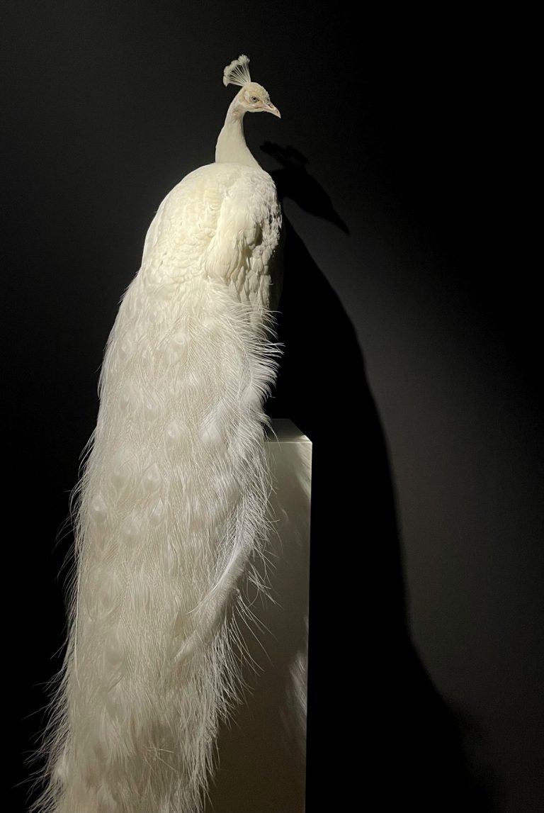 Taxidermy white peacock