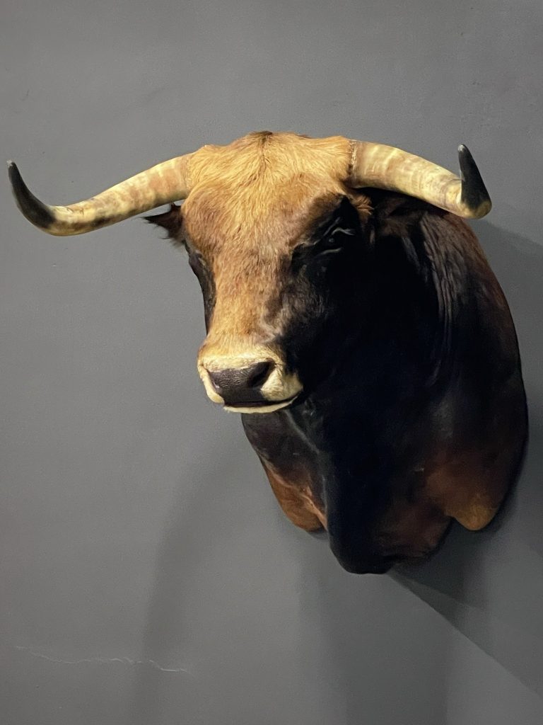 Mounted head of a Spanish bull