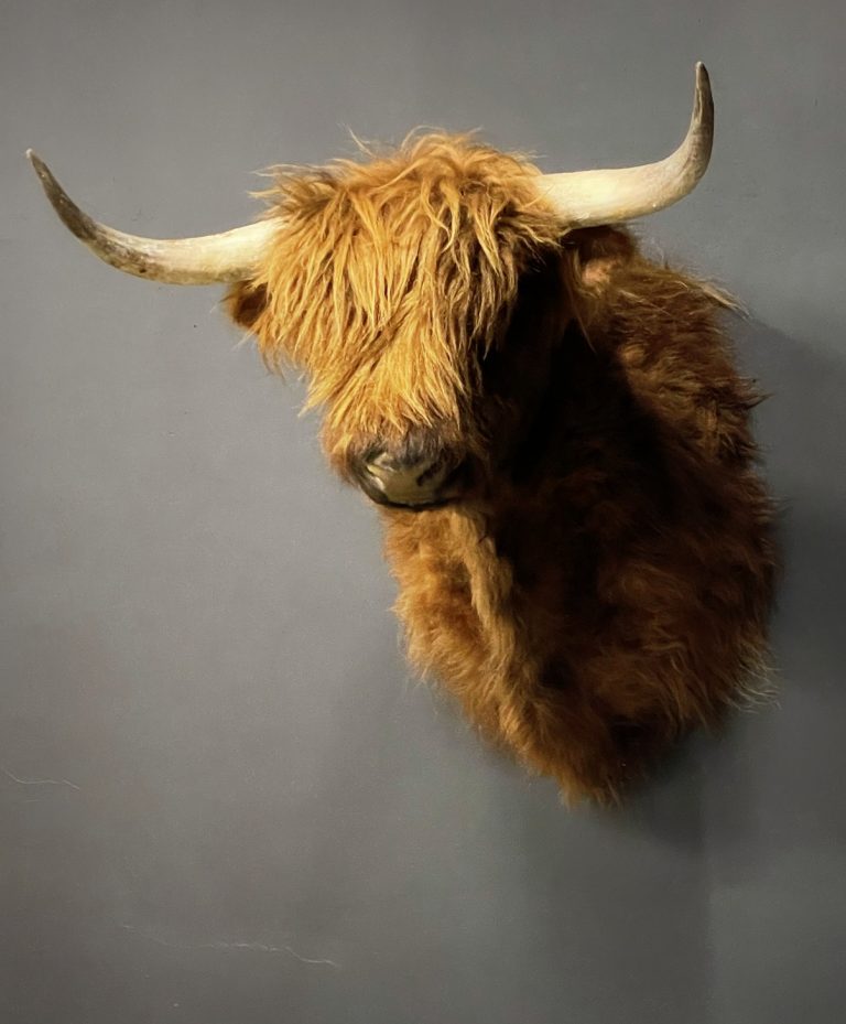 Mounted head of a Scottish highlander cow