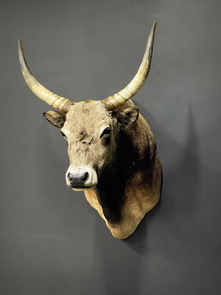 Mounted head of a Hungarian Bull