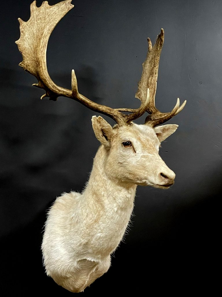 Mounted fallow deer head