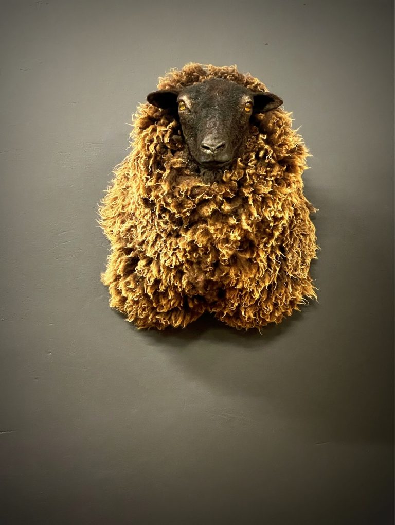 Mounted sheep head