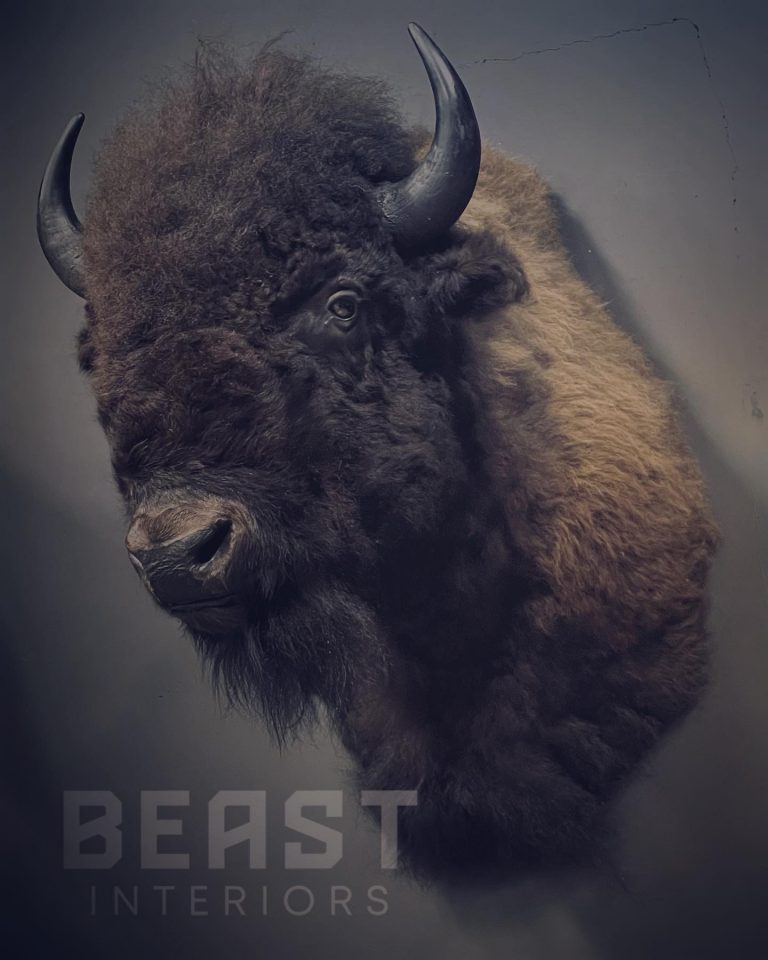 Mounted head of a bison.