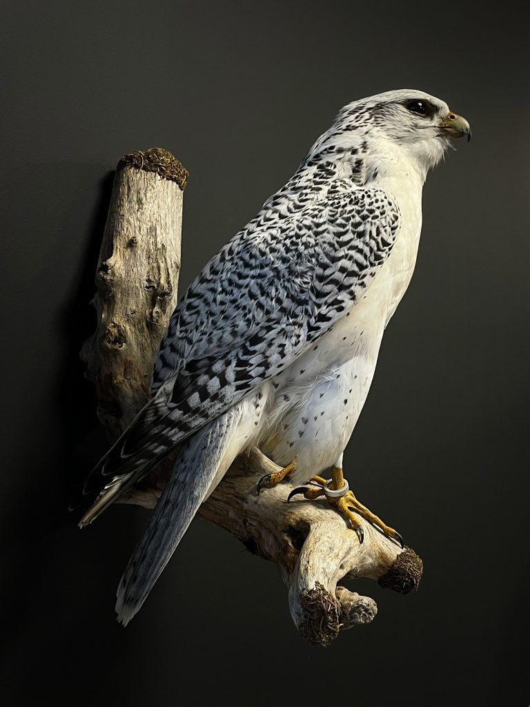 Mounted Gyrfalcon x Lanner Falcon