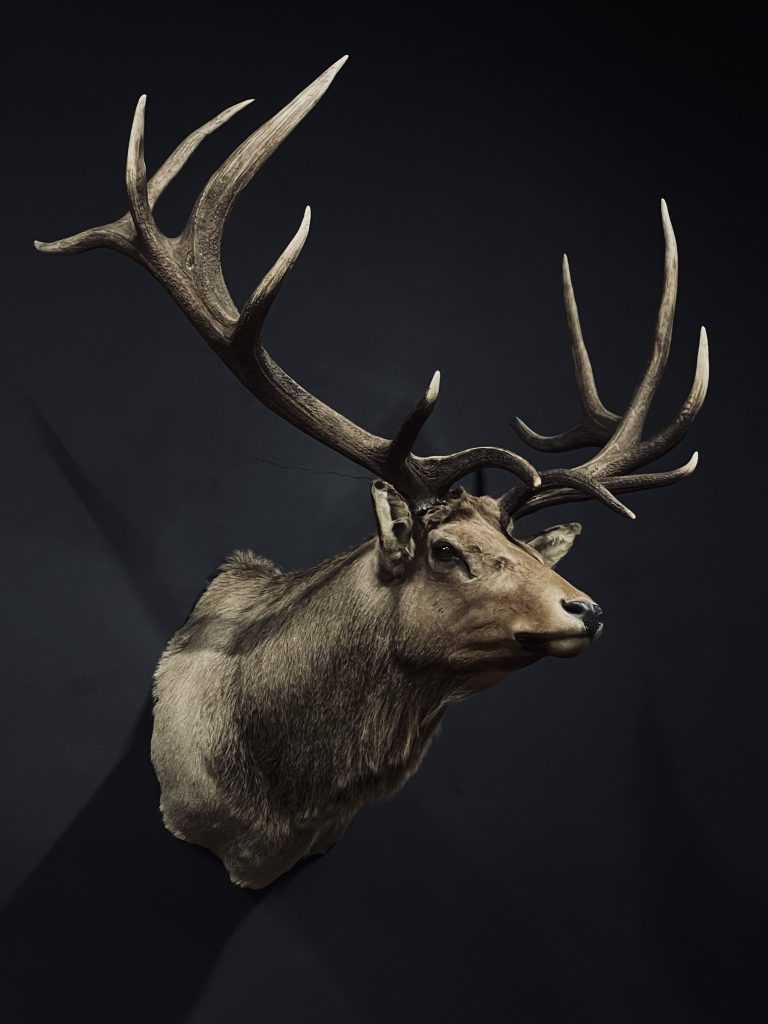 Taxidermy shouldermount of a huge Wapiti