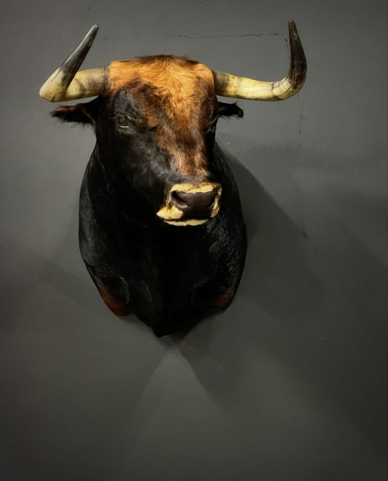 Spanish bull shouldermount