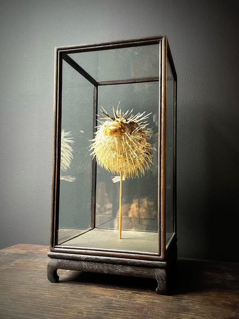 Glass display case with puffer fish